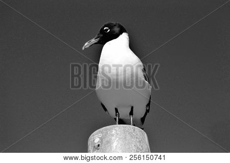 Laughing Gull Resting On River Piling At Florida, Usa