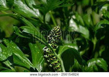 Black Swallowtail Caterpillar Feeding On Flat Leaf Parsley. Also Known As Papilio Polyxenes, It Is F