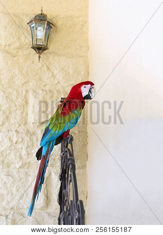 Large Macaw Parrot Sits On A Railing Against A Wall, Red, Blue, Green, Multicolored Feathers, A Long