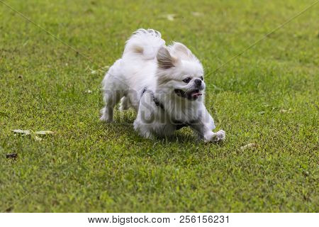 Small White Pekinese On A Meadow At Play