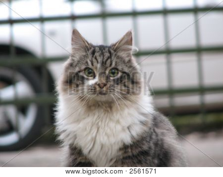 Kat