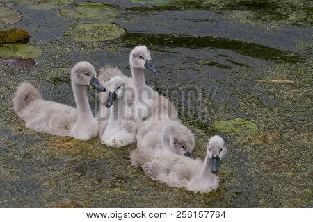 Cygnets