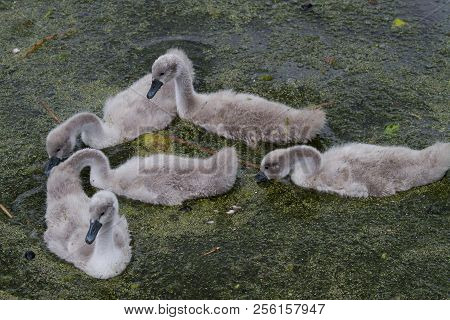Cygnets