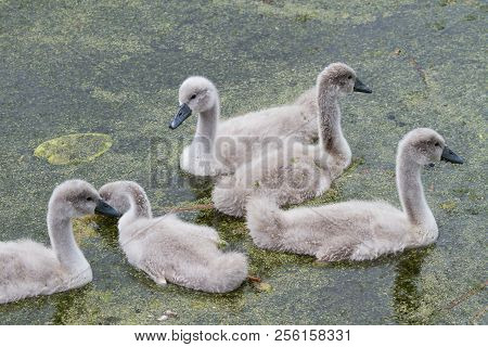 Cygnets
