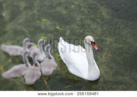 Swans And Cygnets