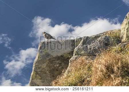 Bird Pipit On A Mountaintop In The Background Of The Cloudy Sky