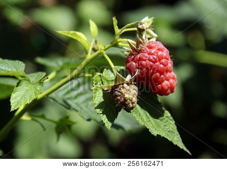 Growing Juicy Red Raspberries On A Branch, Natural Growing Juicy Red Raspberries On A Branch, Photo,