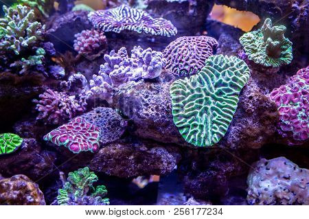 Underwater Coral Reef Landscape Background In The Deep Lilac Ocean