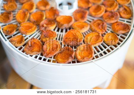 Ripe Segments Of Ripe Apricots Are Dried In An Electric Dryer To Preserve Vitamins