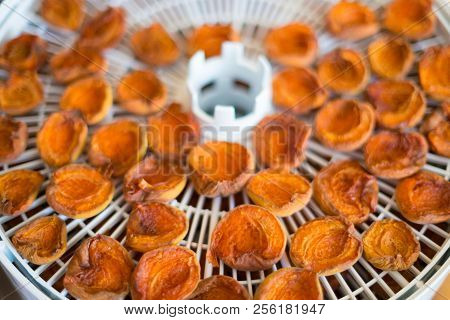 Ripe Segments Of Ripe Apricots Are Dried In An Electric Dryer To Preserve Vitamins