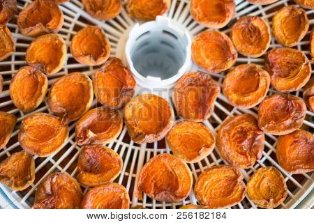 Ripe Segments Of Ripe Apricots Are Dried In An Electric Dryer To Preserve Vitamins
