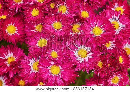 Red Chrysanthemums Bunch In Floral Shop, Seamless Pattern Flowers Background. Bouquet Of Red-yellow 