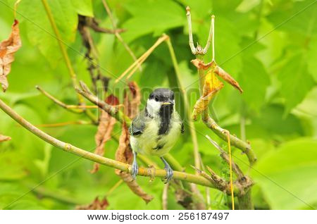 The Great Tit (parus Major) Is A Passerine Bird In The Tit Family Paridae.