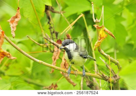 The Great Tit (parus Major) Is A Passerine Bird In The Tit Family Paridae.