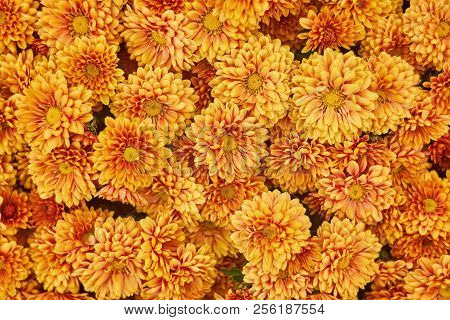 Red Chrysanthemums Bunch In Floral Shop, Seamless Pattern Flowers Background. Bouquet Of Red-yellow 