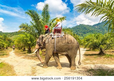 Tourists Riding Elephant Trough Jungle In Thailand In A Summer Day