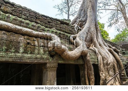 Ta Prohm Temple In Angkor Wat