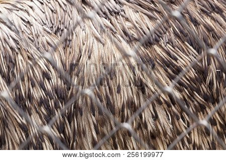 Details Of Feather Emus Feathers, Living Behind Bars In A Zoo, Closeup Of A Huge Bird