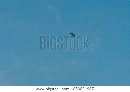 Egret High Overhead In Blue Sky.