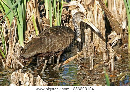 A Limpkin, Aramus Guarauna, Hunting In Marsh