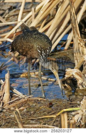 A Limpkin, Aramus Guarauna, Hunting In Wetlands