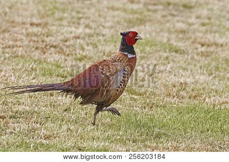 View Of A Male Ring-necked Pheasant, Phasianus Colchicus