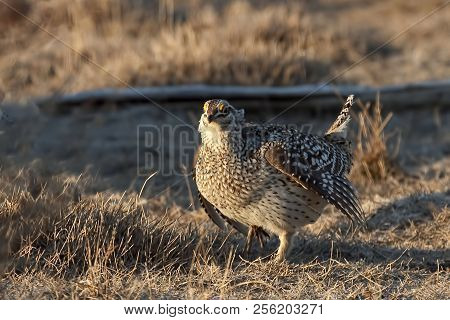 A Sharp-tailed Grouse, Tympanuchus Phasianellus, In A Meadow
