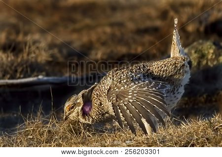 View Of A Sharp-tailed Grouse, Tympanuchus Phasianellus, Displaying