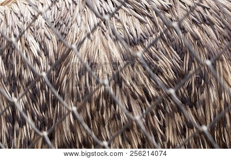 Details Of Feather Emus Feathers, Living Behind Bars In A Zoo, Closeup Of A Huge Bird