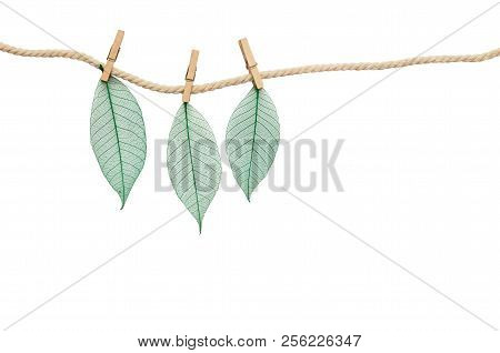 Three Sceleton Of Green Leaves Hanging On Rope With Wooden Clothespins Isolated On White Background