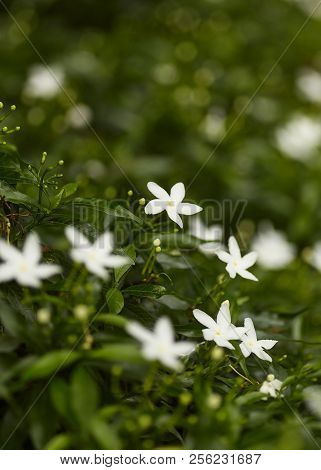 Beautiful White Jasmine In The Garden