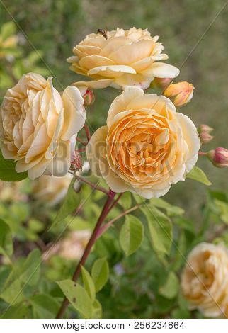 Blooming Yellow Rose In The Garden On A Sunny Day.