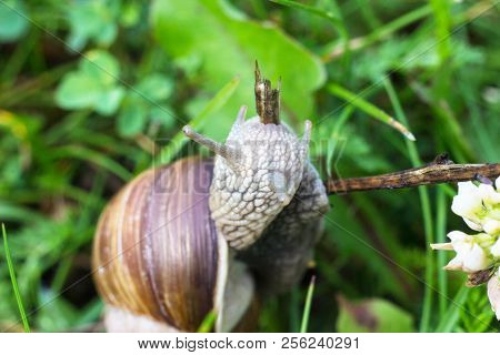 Big Snail In The Grass, Macro Photography, Cochlea