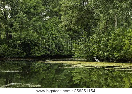 A Bird Sitting In The Water At Südpark, Dusseldorf, Germany.