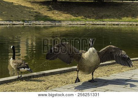 A Duck With Wings Spread At The Lake, Nordliche Dussel In Dusseldorf, Germany.