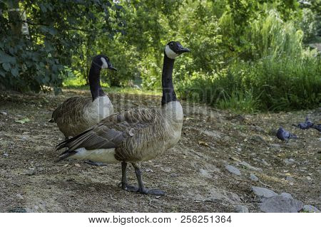 Ducks Wandering Around At Ständehauspark, Dusseldorf, Germany