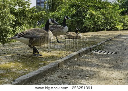 Ducks Wandering Around In Ständehauspark, Dusseldorf, Germany.