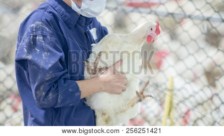 Poultry Farm With Broiler Breeder Chicken. Husbandry, Housing Business For The Purpose Of Farming Me