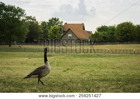 A Duck Looking At An Old House At Südpark, Dusseldorf, Germany.