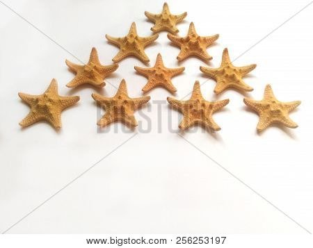 Yellow Starfish On White Background, Sea Photophone