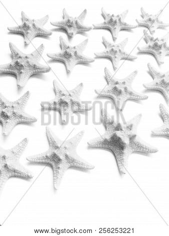 Monochrome Starfish On White Background, Sea Photophone