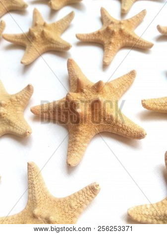 Yellow Starfish On White Background, Sea Photophone