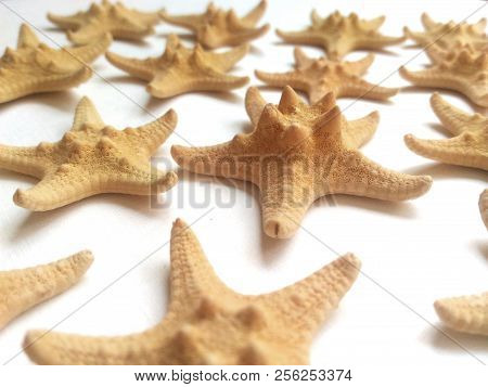 Yellow Starfish On White Background, Sea Photophone