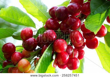 Makro Aufnahme Auf Red Cherries In Summer Garden.