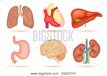 illustration av inre organ av mänskliga på vit bakgrund