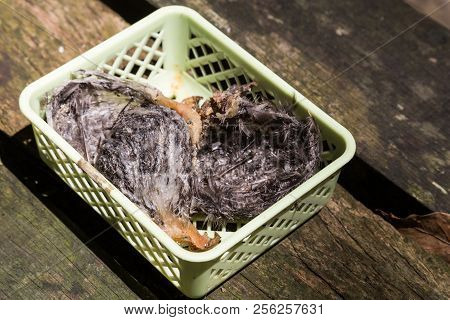Freshly Harvested Unprocessed Swiflet Bird Nest, Ingredient For Nutritious Soup.