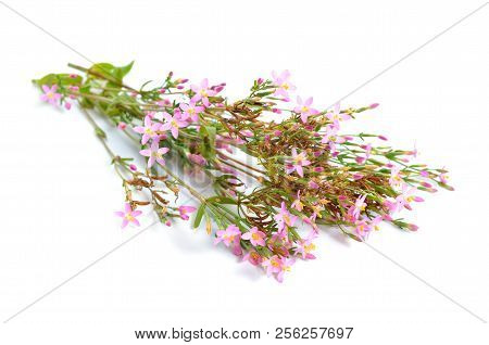Centaurium Or Centaury Isolated On White Background