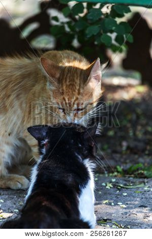Group Homeless Cats Under The Wooden Bench Aggressively Behave During The Spring Period Of The Cat's
