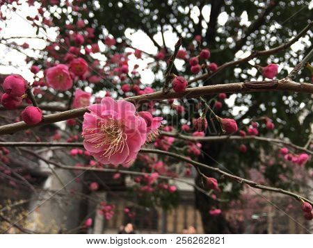Photographed In Wuzhen, China, Pink Peach Blossoms In The Courtyard Of The Housing Estate