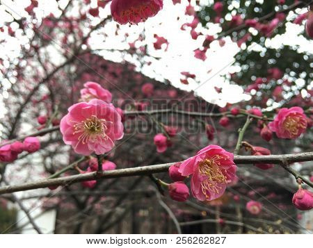 Photographed In Wuzhen, China, Pink Peach Blossoms In The Courtyard Of The Housing Estate